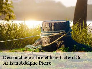 Dessouchage arbre et haie 21 Côte-d'Or  Artisan Adolphe Pierre