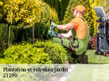 Plantation et entretien jardin  21290